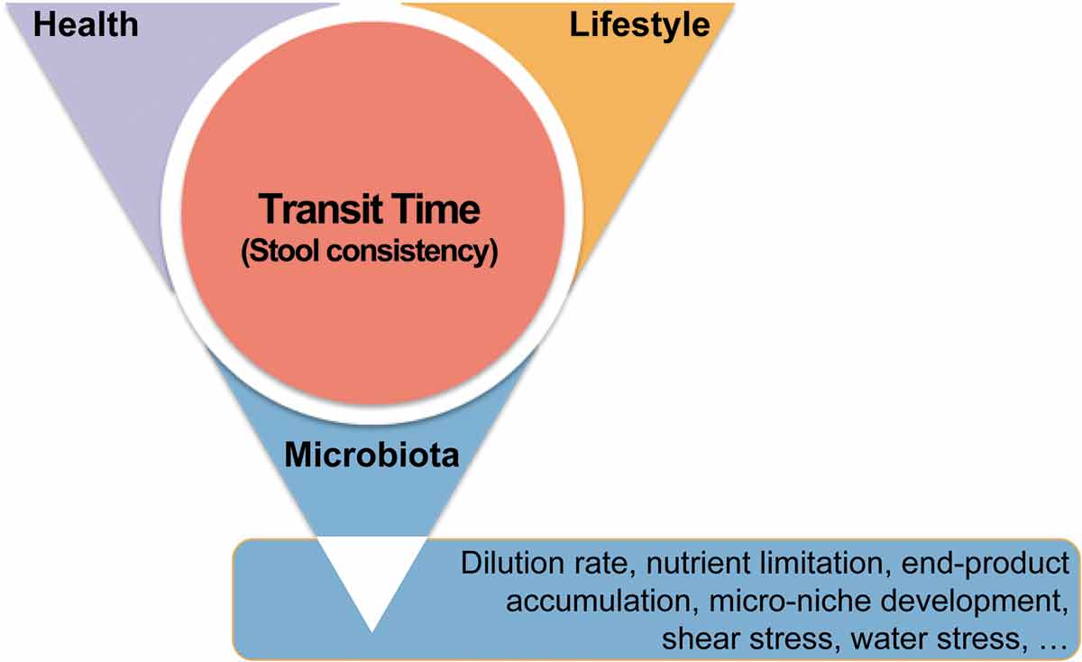 Figure 2. Transit time is at the intersection of human health, lifestyle, and gastrointestinal microbiota. Transit time, and its proxy stool consistency, can be shaped by disease and medication, diet and physical activity, and microbial metabolism. Reciprocally, transit time is a key parameter reflecting the maturation of the colon ecosystem in healthy individuals, along which water is reabsorbed and nutrients are depleted, leading to rearrangements in microbial metabolism and the fitness of different microbiota fractions.