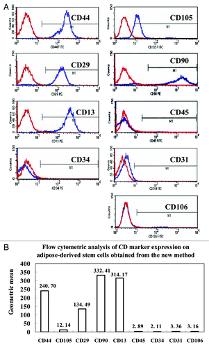 Figure 2. Cell surface antigens of human ADSCs were detected by flow cytometry. The ADSCs at passage 3 were processed with FITC or PE-conjugated monoclonal antibodies to test a set of expression levels of cell surface antigens as described in the Materials and Methods. Nonspecific IgG were examined as a control (red). (A) Representative results of flow cytometry analysis, which showed that ADSCs could expressed positively CD44, CD105, CD29, CD90, and CD13. In contrast, almost no expression of the hematopoietic lineage markers of CD45, CD34, CD31 and CD106 was detected in ADSCs. (B) The geometric mean of cell surface antigens detected by flow cytometry.