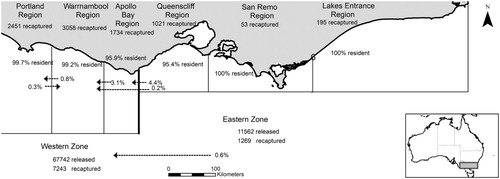 Figure 1. Movement dynamics of Jasus edwardsii between zones and sub-regions within Victoria, Australia Solid black line represents border between Western and Eastern zones.