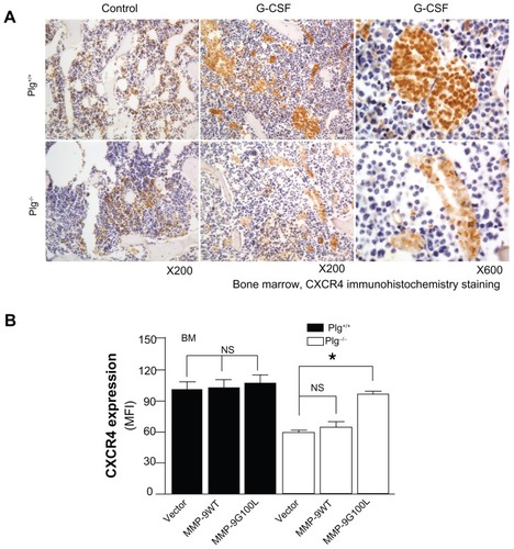 Figure 5 Plasminogen regulates CXCR4 after G-CSF stimulation. (A) CXCR4 immunostaining of bone marrow from Plg+/+ and Plg−/− mice treated with saline (control) or G-CSF. CXCR4 expressing cells (brown color) increased two fold after G-CSF treatment in Plg+/+ mice, but CXCR4 did not change in Plg−/− mice. (B) Lentivirus expression of act MMP-9 in Plg−/− restored CXCR4 expression. Plasminogen activation of MMP-9 is required for CXCR4 expression after G-CSF treatment.