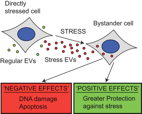 Figure 6. EVs released during stress show both positive and negative effects on the surrounding population. When stressed cells release EVs they have a variety of effects on the nearby cells. Bystander cells show higher levels of DNA damage and apoptosis following treatment with heat shock derived vesicles, whilst the level of cell viability was reduced. These are all negative effects of the bystander effect; however, positive effects have also been demonstrated. Cells treated with HS EVs show greater invasiveness and show greater protection against heat treatment. These results both suggest that the bystander effect is not simply spreading damage but may in fact aid the survival of the bystander cells.