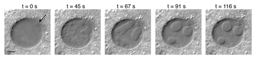 Figure 1 Individual frames from a video of a stage-10 GV of Drosophila, showing gradual formation of induced nuclear bodies. The first frame (t = 0) was taken approximately five minutes after the egg chamber had been gently squashed between a glass slide and coverslip. In this GV the first bodies to form were numerous and irregular in outline, but eventually most coalesced into three large bodies. Arrow points to the karyosome, which remained unchanged. Imaged by DIC. Bar = 10 µm. A video of another GV can be watched in the Supplemental Material.