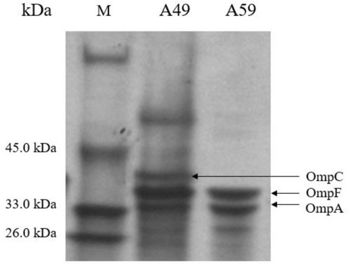 Figure 3 OMP profiles of E. coli A59 compared to its parental strain, E. coli A49. OMPs were profiled by SDS-PAGE. Lane 1, marker; lane 2, E. coli A49 (control strain); lane 3, E coli A59.The horizontal arrows on the right indicate the positions of OMPs: OmpC, OmpF, and OmpA.
