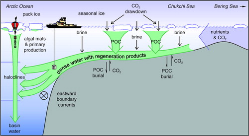 Fig. 2  Carbon transformation by marine primary production followed by sedimentation and microbial decay. In the shelf seas, much of the latter occurs at the sediment surface where brine-enriched water transport the decay products to the deep central basins. Particulate organic carbon is abbreviated to POC.