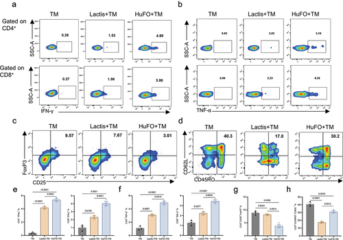 Figure 3. HuFOLactis enhance the induction of oncoprotein-specific T cells. PBMCs were co-cultured with crude lysates from HuFOLactis or lactis, as well as MKN45 tumor cell membranes (TM). After 14 days of culture, cells were harvested and tested for their ability to produce IFN-γ and TNF-α in response to the MKN45 cells. (a, e) Representative flow plots and graphs showing the expression of IFN-γ on CD4+ and CD8+ T cells (mean ± s.e.m.; n = 3 cell cultures per group). (b, f) Representative flow plots and graphs showing the expression of TNF-α on CD4+ and CD8+ T cells (mean ± s.e.m.; n = 3 cell cultures per group). (c, g) Representative flow plots and graphs showing the Tregs in the final cultured cell product (mean ± s.e.m.; n = 3 cell cultures per group). (d, h) Representative flow plots and graphs showing central memory T cells in the final cultured cell product (mean ± s.e.m.; n = 3 cell cultures per group). Data were analyzed by one-way ANOVA coupled with Tukey’s multiple-comparisons test. Three independent experiments were performed using PBMCs from three donors, with three cell cultures per group in each experiment. The displayed result is representative of one of these three independent experiments.