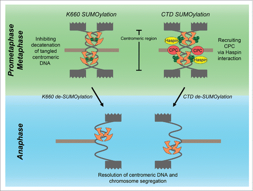 Figure 1. Model for the dual role of SUMOylation (green) of centromeric TOP2A (orange) during mitosis. K660 SUMOylation inhibits TOP2A activity to maintain centromeric cohesion of sister chromatids (gray). CTD SUMOylation recruits CPC to centromeres to regulate metaphase-to-anaphase transition via Haspin-H3T3p. TOP2A is de-SUMOylated at all lysine sites at the onset of anaphase and resolves centromeric DNA for chromosome segregation by microtubules (brown).