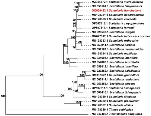 Figure 3. The complete chloroplast genomes of S. franchetiana and 24 other Scutellaria species were used to infer phylogenetic trees by maximum likelihood method. Holmskiodia Sanguine and Tinnea Aetiopica were selected as outgroups. With 1000 times as the bootstrap value, numbers above the branch represent the bootstrap value.