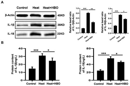 Figure 5. HBO reduced the production of pro-inflammatory cytokines caused by heat stress in BV2 cells. (A) The protein levels of IL-1β and IL-18 in different groups were detected by western blotting. (B) The levels of IL-1β and IL-18 in BV2 cell culture supernatants were determined by ELISA. Data are shown as mean ± SEM. *p < 0.05, **p < 0.01, ***p < 0.001. n = 3, each with three parallel wells. HBO: hyperbaric oxygen.