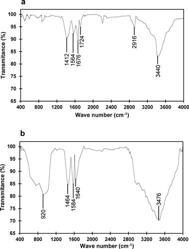 Figure 2. FTIR spectra of glutaraldehyde-activated chitosan nanoparticles (a) and chitosan nanoparticle-immobilized β-mannanase (b).