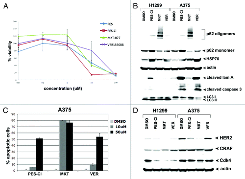 Figure 1. HSP70 inhibitors can inhibit autophagy and are cytotoxic to cancer cells. (A) Cell viability analysis (MTT) of A375 melanoma cell line treated with DMSO or the indicated doses of PES, PES-Cl, MKT-077, or VER-155008 for 48 h. The data depicted are representative of 3 independent experiments. Error bars indicate standard deviations. (B) Western blot analysis of apoptosis (cleaved lamin A, cleaved caspase 3) and autophagy (p62/SQSTM1, and LC3 I and II) markers in H1299 and A375 cell lines. Cells were treated with DMSO, 10 uM PES-Cl or MKT-077, or 20 uM VER-155008 for 24 h. Actin is indicated as a loading control. The presence of p62 monomers and oligomers is indicated. (C) Annexin V flow cytometric analysis was conducted on A375 cells treated with the indicated concentrations of PES-Cl, MKT-077, or VER-155008 for 24 h. The data depicted are the average results from 3 independent experiments. Error bars indicate standard deviations. (D) H1299 and A375 cells were treated with DMSO or 10 uM PES-Cl, 10 uM MKT-077, or 20 uM VER-155008 for 24 h. Whole cell lysates were then subjected to immunoblot analysis of HSP90 client proteins using the antibodies indicated. Actin is included as a loading control.