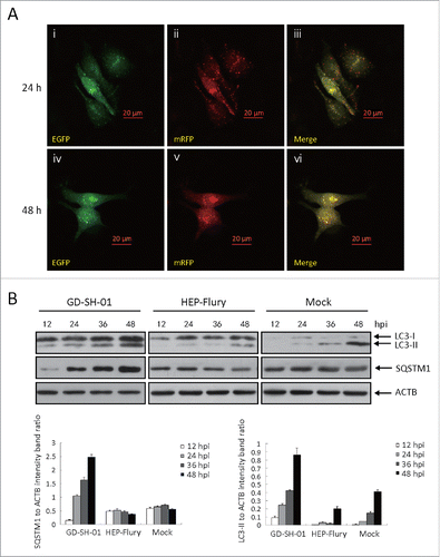 Figure 5. GD-SH-01 blocks autophagosome degradation in NA cells. (A) Colocalization of the EGFP and mRFP fluorescence in GD-SH-01-infected NA cells 24 and 48 h after transfection with mRFP-EGFP-LC3B plasmids. (B) Expression levels of LC3, SQSTM1 and ACTB at the end of the infection experiment in which NA cells were used as negative controls, infected with HEP-Flury or GD-SH-01. (Grouping of images of western blotting from different parts of the same gel.)