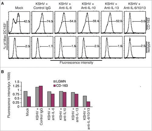 Figure 4. KSHV-induced IL-6, IL-10, and IL-13 are responsible for inducing differentiation and polarization of monocytes into TAMs. A, representative flow cytometry histograms of φ-mock (Mock) and φ-KSHV (KSHV) generated by incubation of monocytes with supernatant from mock or KSHV-infected HUVECs in the presence of control IgG or neutralizing antibodies specific for human IL-6, IL-10, and IL-13, alone or in combination. The cells were stained with fluorescently labeled anti-CD-163 antibody or control isotype IgG and subsequently analyzed by flow cytometry. Similar experiment was also done on these cells with fluorescently labeled anti-LGMN antibody or control IgG. B, mean values from 2 independent experiments of the fluorescence intensities in cells that were stained with fluorescently labeled anti-LGMN or CD-163 and analyzed as described in A.