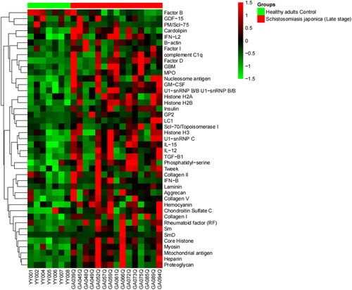 Figure 3. A hierarchically clustered heatmap of the 43 kinds of IgG autoantibodies with specificities detected in patients with late-stage schistosomiasis japonica.