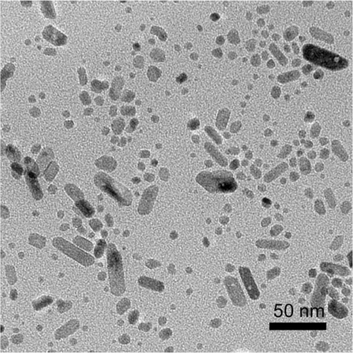 Figure 2. TEM image of co-existed rod-like and monodisperse nanoparticles.
