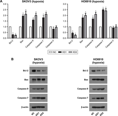 Figure 4 Dysregulated Caspase-9, Caspase-7, Bax, and Bcl-2 expression following aHIF knockdown under hypoxic conditions.