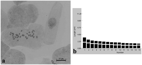 Figure 3. Klasea quinquefolia. (a) Metaphase chromosomes (scale bar 10 μm); (b) idiogram.