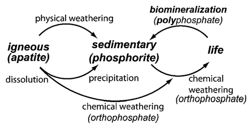 Figure 1. Simplified schematic of the phosphorus cycle from apatitic igneous rock to phosphorite sedimentary rock through chemical or physical weathering. Life forms accumulate soluble phosphorus species and can produce apatite through biomineralization. Reprinted from reference Citation42 with permission.