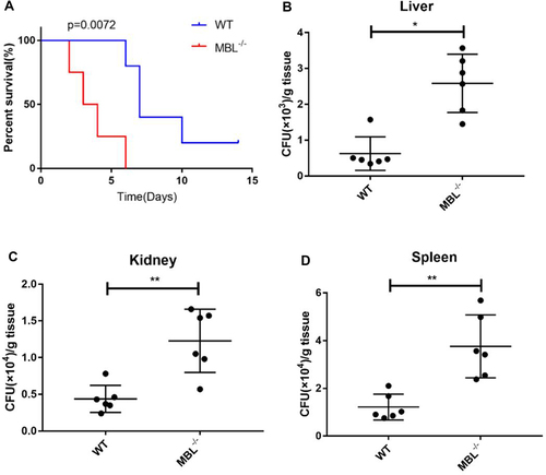 Figure 6 MBL deficiency influenced survival rates and fungal tissue burden. (A) Survival curves comparing the control and MBL-deficiency groups. (B) The number of colony-forming units (CFUs) in the livers of WT and MBL-deficient mice was determined on day 3 after intraperitoneal infection with 5×107 CFUs C. albicans. (C) The number of CFUs in the kidneys of WT and MBL-deficient mice was determined on day 3 after intraperitoneal infection with 5×107 CFUs C. albicans. (D) The number of CFUs in the spleens of WT and MBL-deficient mice was determined on day 3 after intraperitoneal infection with 5×107 CFUs C. albicans. One-way analysis of variance (ANOVA) was used for statistical difference analysis (*P < 0.05, **P < 0.01).