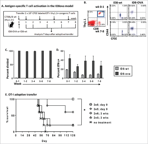 Figure 5. Tumor-specific T cells are activated but fail to improve survival in advanced stage disease. (A–D) To analyze tumor-specific T cell activation at different stages of cancer progression, 2 × 106 CFSE-labeled Thy1.1+ naive OT-I T cells were adoptively transferred intraperitoneally to mice at indicated times following ID8 or ID8ova tumor challenge. Thy 1.1 cells were isolated for analysis after 7 d (n = 5 mice/time point/group). (A) Schematic of experiments (B) Representative dot plots of OT-I (CD8+Thy1.1+) gating followed by analysis of CFSE and CD44 expression. (C) Percent of OT-I T cells that had divided at least three times following adoptive transfer to ID8ova or ID8wt tumor-bearing mice at each time point. (D) Percent of IFNγ-producing OT-I T cells at each time point following ex vivo restimulation as in Fig. 3A. (E) The impact of adoptive transfer of tumor-specific naive T cells on survival was analyzed at two time points. 2 × 105 or 2 × 106 purified naive OT-I T cells were transferred interaperitoneally at the time of ID8ova tumor challenge or 3 weeks later. Untreated mice served as controls. Survival was measured from the time of tumor challenge until animals reached 30 g (n = 5/group). Kaplan–Meier curves were constructed and pair-wise comparisons were evaluated using the Log Rank test. *p < 0.05.