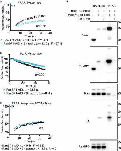 Figure 5. Depletion of RanBP1 decreases RCC1 dynamics. (a) FRAP analysis of RCC1 dynamics on metaphase chromatin in HCT116RanBP1-μAID/HA cells expressing RCC1-iRFP670::TIR1 and RanBP1-µAID-HA treated with (blue) or without (black) 1 mM Auxin for 3 h. (b) FLIP analysis cells, as in (A). (c) FRAP analysis of RCC1 dynamics on chromatin during anaphase B/telophase. Results are expressed as an average from a total of 12 measurements recorded from 3 independent experiments. (significance was assessed by F test). (d) RanBP1 was immunoprecipitated from mitotic lysates of control or Auxin-treated HCT116RanBP1-μAID/HA cells that express RanBP1-µAID-HA and RCC1-iRFP670 using HA antibody. Proteins were separated by SDS-PAGE and analyzed by immunoblotting with antibodies against RCC1, RanBP1, Ran, HA and RanBP3. Total lysate of parental HCT116 cells is shown in the first lane, for comparison purposes. Note both efficient interaction of RCC1 and RanBP1 (lane 4) and its specificity (lane 5).