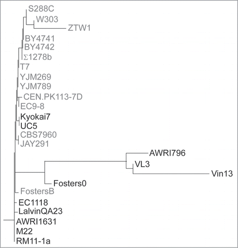 Figure 2. Phylogenetic analysis of Gat1 sequences of 25 S. cerevisiae strains. A multiple alignment was carried out using ClustalW by comparing the amino acid sequences deduced from the open reading frames of the Gat1 orthologs from the 25 sequenced S. cerevisiae strains available on Saccharomyces Genome Database. The sequences highlighted in gray are the ones with an ORF starting at ATGM1.
