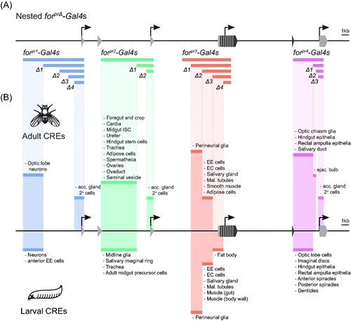 Figure 7. (A). Schematic of cloned regions for the nested forpr-Gal4s. The 5′-end of the foraging locus is depicted with regions corresponding to the 4 original forpr-Gal4s, and the 13 newly generated nested forprΔ-Gal4s are below the locus, each numbered according to ranked size (e.g. forpr1Δ1-Gal4, forpr1Δ2-Gal4, etc.). These regions were cloned into a gypsy insulated Gal4 vector and inserted into attP2 landing site with φC31 integration. (B) Mapped cis-regulatory elements (CREs) in the adult (depicted above the locus) and larval (depicted below the locus) D. melanogaster. CREs were mapped along the locus by comparing the expression patterns of the 17 nested cloned forpr-Gal4s.