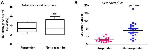 Figure 7 Fusobacterium was associated with poor response to anti-PD-1 therapy. (A) BAL bacterial load (burden) analysis between responders and non-responders in an independent cohort of 17 responder patients compared with 17 non-responder patients. The y axis indicates the 16S rRNA gene copy number by quantitative PCR. Each sample was analyzed in triplicate. Statistics was performed using Mann–Whitney test. ns represent p > 0.05. (B) Bacterial levels of Fusobacterium were measured by quantitative PCR of its 16S ribosomal RNA gene between responders and non-responders before anti-PD-1 treatment.
