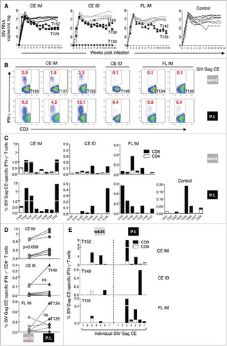 Figure 4. Viral loads and SIV Gag CE anamnestic responses induced by SIVmac239 infection.(A) Plasma virus loads in the four experimental groups of macaques after SIVmac239 challenge. (B) Flow plots showing the SIV Gag CE-specific IFN-γ+ T cells two weeks before challenge (week 42 of the study) and at the peak postinfection (P.I.) in selected animals with anamnestic responses. (C) Frequency of SIV Gag CE-specific IFN-γ+ CD4+ (open bar) and CD8+ (black bar) T cells measured before challenge at week 42 and at peak postinfection in all vaccinated and naïve control animals. (D) Changes of SIV Gag CE-specific IFN-γ+ CD8+ T cells upon infection in animals from the CE IM (upper panel), CE ID (middle panel) and FL IM (lower panel) groups at week 42 and at peak postinfection. (E) Graphs showing the mapping of the individual SIV CE-specific T cell responses in a representative animal (macaques T152, T149, T135) from each vaccine group at 2 weeks after the last vaccination (week 34) and at peak postinfection.