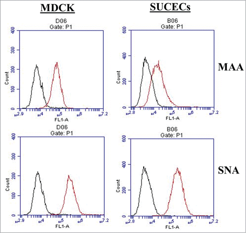 Figure 6. SUCECs express influenza virus receptors: SUCECs (n = 3) and MDCK cells (positive control) were stained with fluorescein isothiocyanate (FITC)-labeled Maackia amurensis lectin II (MAA) and Sambucus niagra agglutinin (SNA) which detect α-2,3-linked sialic acid receptors (avian influenza virus) and α-2,6-linked sialic acid receptors (mammalian influenza virus) respectively. Expression of these lectins was examined by flow cytometry. Specific staining is indicated by red line; black line indicates unstained cell controls.