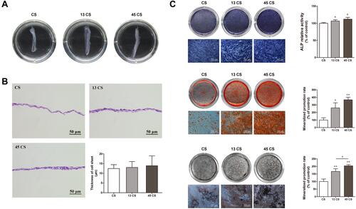 Figure 2 Characterization and osteogenic differentiation of AuNP (13 nm and 45 nm)-treated and control PDLSC sheets. (A) PDLSC sheets of different groups. (B) Representative images of HE staining and quantification. (C) ALP, alizarin red S, and von Kossa staining and quantification. *p<0.05, **p<0.01.