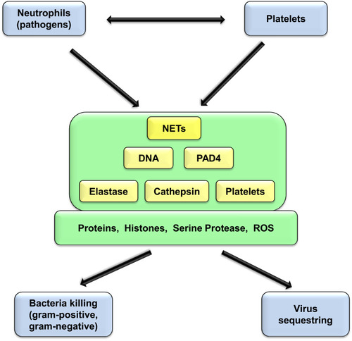 Figure 3 The formation of NETs in response to infection is associated with the interaction of platelets with neutrophils containing cathepsin, DNA and protein components such as histones and serine proteases, PAD4, elastase and others. ROS also participate in NETs formation.Abbreviations: NETs, neutrophil extracellular traps; DNA, deoxyribonucleic acid; PAD4, peptidylarginine deiminase type 4; ROS, reactive oxygen species.