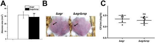Figure 7. Virulence of the agr mutant and agr rsp double mutant strains in a subcutaneous abscess model of mice. The mice were inoculated with 50 μl PBS containing 5 × 107 CFU of the agr mutant and agr rsp double mutant strains, or PBS alone as control, in both flanks of the back by subcutaneous injection. (A) (n = 6) Abscess area was measured 4 days after infection. (B) The photographic images of representative abscesses in mice 4 days after infection. Arrowheads indicate the abscesses of mice. (C) (n = 6) CFU recovered from each abscess harvested 4 days after infection was determined by serial dilution and plated onto TSA plates. The error bars indicate the standard errors of the means of three biological replicates. NS, not significant (P > .05).