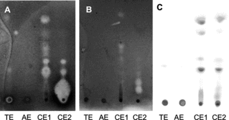 Figure 1 (A) Bioautographic assay with S. aureus. and (B) E. coli.. (C) TLC plate sprayed with 10% KOH viewed in VIS.