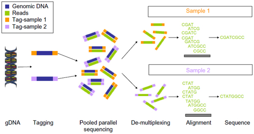 Figure 3 Overview of high throughput next-generation sequencing.