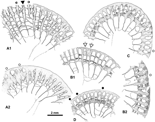 Figure 5. Disphyllum cf. rugosum (Wedekind, Citation1922). Views of corallites in transverse sections. A1, A2. Two opposite sectors of the same section. (A1), major and minor septa moderately thickened and bearing knobbly carinae; note two clearly shorter minor-like septa on both sides of a rather short major septum, this latter could be the cardinal one; (A2), septa strongly dilated and smooth in the dissepimentarium; note two slightly shorter and somewhat stocky minor septa on both sides of a major septum opposite the alleged cardinal, probably the counter septum. LPB 19386, distal thin section L 3154a. B1, B2. Two opposite sectors of the same section, with septa narrow and non-carinate (B1) or more thick with carinae (B2); note an unusual discontinuous minor septa and x-shaped motif (arrows) characteristic of saddle-like dissepiments in tangential section (i.e. concave parallel to the margin of corallum and convex parallel to the septa). LPB 19375, proximal acetate peel. C. Variations of septal morphology depending of the sector; note minor septum entering in the tabularium and the thickening of the inner layer of dissepiments. LPB 19376, distal acetate peel (= Figure 14D). D. Rather non-carinate narrow septa; some major septa are shorter and display a random setting; thus, the protosepta cannot be identified; note the development of inner wall. LPB 19389, proximal acetate peel (see distal section in Figure 14C1).