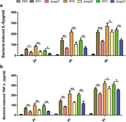 Figure 1. Depletion of NagZ attenuates the inflammatory response of murine macrophages RAW264.7 to E. cloacae. (a) Variations in IL-6 expression at different time points following E. cloacae infection in murine macrophages RAW264.7. (b) Changes in TNF-α expression at different time points after E. cloacae infection in murine macrophages RAW264.7. * (p < 0.05) indicates a statistically significant, **(p < 0.01) denotes a high level of statistical significance and ***(p < 0.001) signifies extremely high statistical difference (p < 0.001). WT: wild type E. cloacae, ΔnagZ: nagZ knockout E. cloacae.