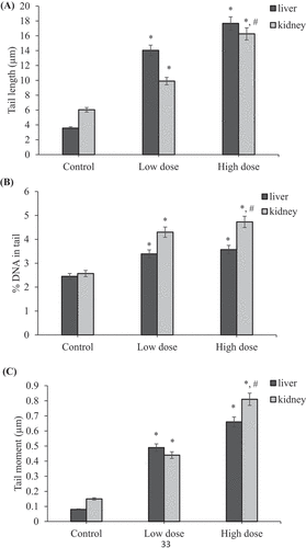 Figure 12. Effect of coragen on DNA damage induced in maternal liver and kidney tissues represented as (A) tail length, (B) % DNA in tail and (C) tail moment in different treated groups. *Significant difference as compared to the control group (P < 0.05), #Significant difference as compared to LD group (P < 0.05)