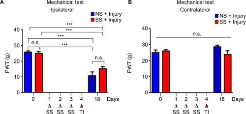 Figure 5 Effects of SS on mechanical nociception in thermally injured rats.