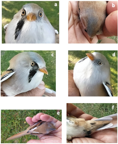 Figure 1. The bearded tit (Panurus biramicus) showing bilateral sexual plumage dimorphism. (a) head-on portrait, (b) upper part of the head, (c) right, male-like side of the head, (d) left, female-like side of the head, (e) upper part part of the body, (f) under-tail coverts.