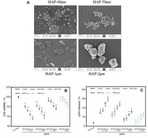 Figure 1 SEM images of HAP with different sizes (A). Cell viability (B) and LDH release (C) of HK-2 cells after injury by HAP crystals with different concentrations and sizes for 24 h. (**P<0.01, *P<0.05 vs control); Crystal concentration: 63, 125, 250, 500 μg/mL, respectively; treatment time: 24 h. Scale bars: 200 nm (HAP-40nm, HAP-70 nm), 1 μm (HAP-1μm, HAP-2μm).