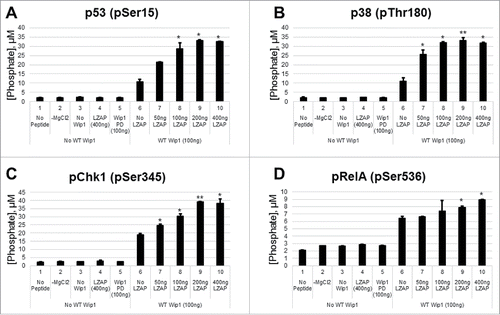 Figure 3. LZAP enhances the intrinsic catalytic activity of Wip1 toward phosphopeptides of LZAP target proteins. Phosphorylated peptides derived from p53 (A), p38 (B), Chk1 (C), and RelA (D) were used as substrates for in vitro Wip1 phosphatase assays. Substrates were incubated with the indicated amounts of bacterially-produced His-Wip1 and His-LZAP in phosphatase buffer with or without magnesium for 30 minutes at 30 degrees. Phosphatase reactions were mixed with the malachite green substrate, incubated for 30 minutes at room temperature, and OD620 was measured. Absorbance values were converted to levels of released phosphate using a standard curve. Data presented are the mean of at least 2 independent experiments, and error bars represent standard deviation. * and ** indicate p < 0.05 and p < 0.01, respectively, as calculated by 2-tailed student t-test.