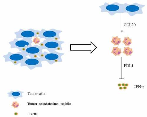 Figure 4. (Graphical Abstract). Proposed mechanism depicting CCL20 – mediated immunosuppression via PD-L1+ neutrophils. Tumor-derived CCL20 activates and induces PD-L1 expression on neutrophils. These neutrophils inhibited T cell functions via PD-L1 in breast cancer