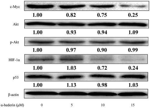 Figure 4. α-Hederin reduces glycolytic levels by inhibiting c-Myc and HIF-1α in human non-small cell lung cancer A549 cells. A549 cells were treated with α-hederin for 24 h. Expression of c-Myc, Akt, HIF-1α, and p53 was detected by western blots.