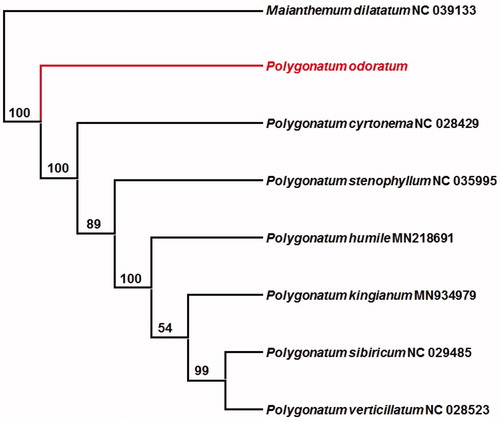 Figure 1. Maximum likelihood phylogenetic tree based on eight complete chloroplast genomes (bootstrap repeat is 1000).