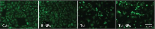 Figure 5 AO staining of A549 cells by fluorescent microscopy exposed to different agents including E-NPs, Tet and Tet-NPs.Abbreviations: AO, acridine orange; E-NPs, empty nanoparticles; Tet, tetrandrine; Tet-NPs, tetrandrine-loaded poly(N-vinylpyrrolidone)-block-poly(ε-caprolactone) nanoparticles; Con, control.