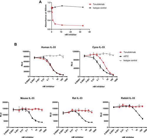 Figure 2 (A) Torudokimab completely inhibited 30ng/mL human IL-33 (95–270) from binding to ST2 in a blocking ELISA assay with an IC50 of 3.7nM. Results are expressed as IC50 (half maximal inhibitory concentration) and calculated using a 4-parameter sigmoidal fit of the data (GraphPad, Prism). (B) Torudokimab completely inhibited the cleaved mature form of human- and cynomolgus monkey-, but not mouse-, rat- or rabbit- IL-33 induced NFκB activity in a dose-dependent manner. The GEC-NFkB luciferase cell line was treated in biological triplicates with 2.5 ng/mL IL-33 (95–270) in the presence of the antibodies for 6 hours before luciferase reading was done. IC50 showed that torudokimab inhibited human IL-33 (95–270) at 0.330 nM and cynomolgus monkey IL-33 (95–270) at 1.918 nM. Whereas soluble ST2 (sST2), the positive control, inhibited human IL-33 at 0.426 nM and cynomolgus monkey IL-33 at 0.175 nM. Results were calculated using a 4-parameter sigmoidal fit of the data (GraphPad, Prism). Results are representative of three independent experiments.