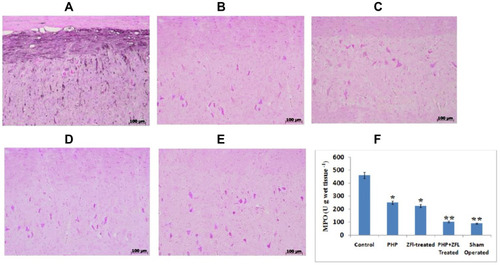 Figure 3 Immunohistochemical localization and activity of MPO in spinal tissue of mice treated with PHP and ZFL their combination.