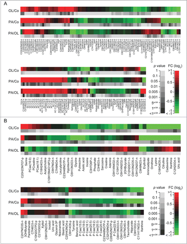Figure 3. Effects of fatty acids on identified metabolites in vivo. A–D. Heat maps depict the effects of intraperitoneal palmitate (PA) or oleate (OL), as compared to each other (PA/OL) or to vehicle (PA/Co and OL/Co), on metabolites identified in the liver (A), heart (B), serum (C) and skeletal muscle (D), and the corresponding p values (moderated F-test). Only comparisons associated with overall p values < 0.05 were included. Data are presented as fold changes (FCs) in log2 scale.