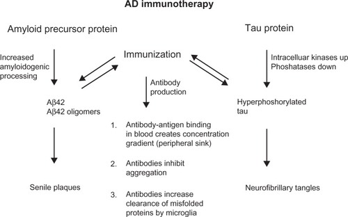 Figure 2 Common features of anti-amyloid beta (Aβ) and anti-tau antibodies. Both pathophysiological hallmarks of Alzheimer’s disease (AD) are caused by overproduction, aggregation, and misfolding of brain self-antigens. Active and passive immunotherapy and the respective anti-Aβ and anti-tau antibodies share common features of antibody actions.