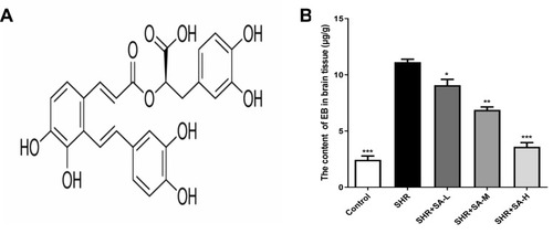 Figure 1 Effect of SA on EB content in brain tissue of SHR rats. (A) Chemical structure of Salvianolic acid A; (B) detection of permeability of BBB by EB. *P<0.05, **P<0.01 and ***P<0.001 versus the SHR group.